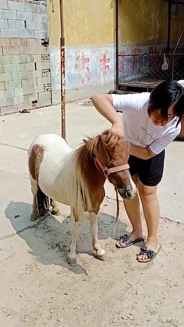 Mini Horse Little Pony Foal