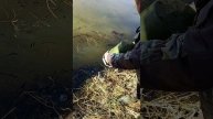 Закрытие зимнего сезона .Запускаем рыбу в новый пруд.