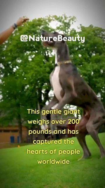 The tallest dog in the world 😯🐕 OMG !!! 😱 #shorts