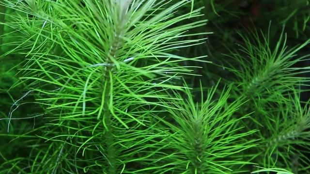 Pogostemon deccanensis (erectus) - Pačule dekanská (vzpřímená) - Akvarijní rostliny | SURPAN.cz