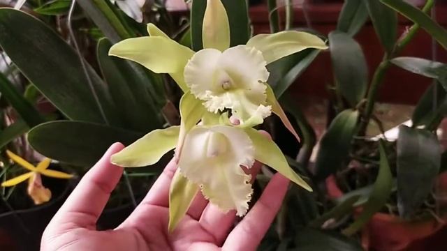 #GVOS2020 Cattleya alliances in bloom
