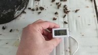 8 марта 2025 года. Татария. Девчонки на свободе! Весна пришла? :)