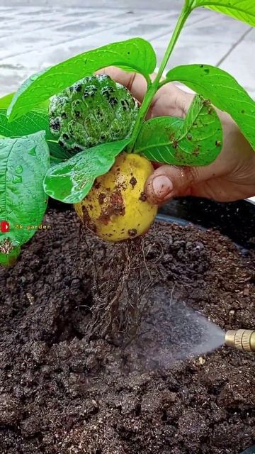 A unique way to plant and grow a hybrid tree between custard apple and guava #shorts
