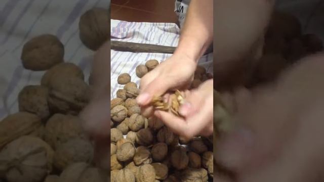 Сортируем и фасуем орех для отправки по городам