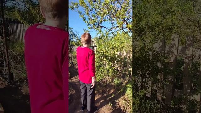 Ревизия сада/комментарии от бабули/заманили на фотосессию с сиренью