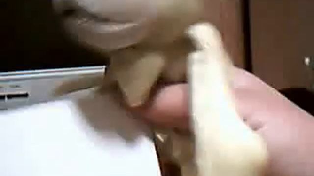 scat and ling ling episode4