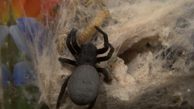Sydney nom - Eresus sp. blue sidi ifi