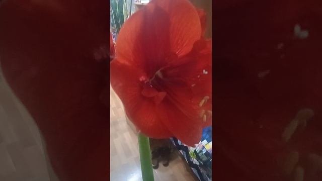 Вот и зацвёл красный гиппеаструм.