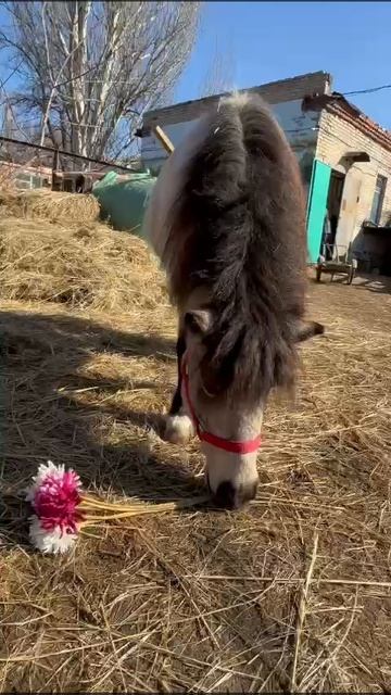 Horse family поздравляет всë самое прекрасное с 8 марта!