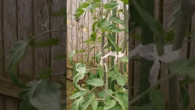 Дача как хобби. Обзор томатов и огурцов на 1.06.2022 года.