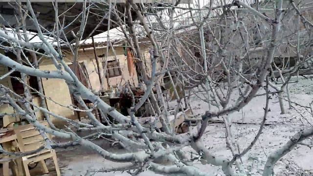 Персиковий сад. Заготовка і відправлення живців садівникам. Каталог живців на весняне щеплення.