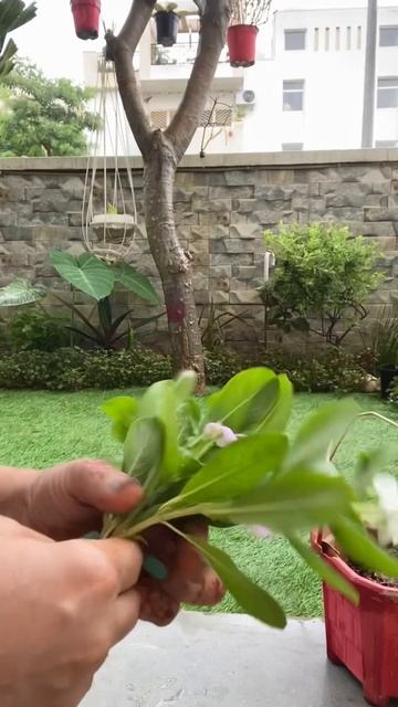 Easy to Grow Vinca plant by Cutting #sadabahar #periwinkle#shorts