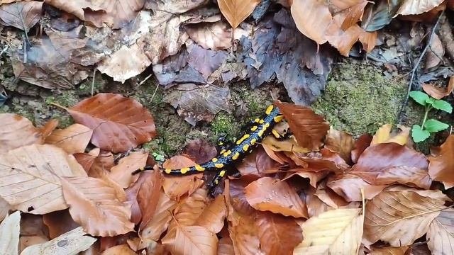 Саламандра вогняна
