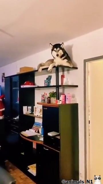 Стало смешно ЛУЧШИЕ ПРИКОЛЫ ССЫЛКА В ОПИСАНИИ!