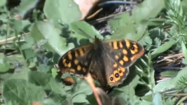 mariposa saltacercas Pararge aegeria la película