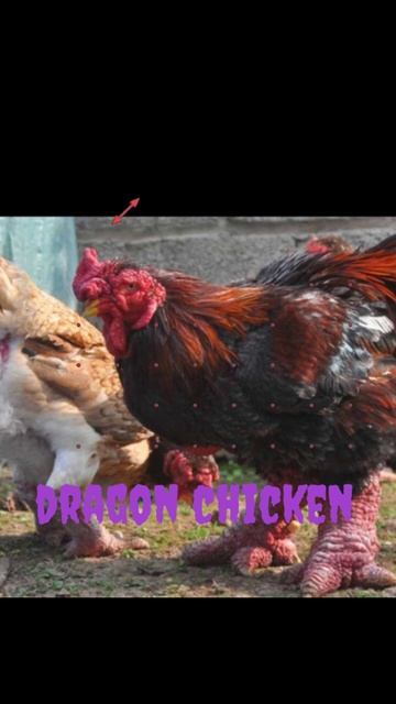 the chicken have big leg piece in China #shorts #facts