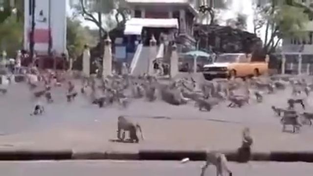 Тайланд  Обезьяны дерутся за еду