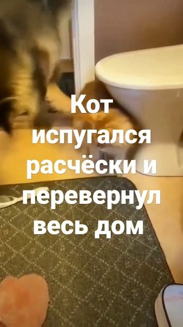Кот испугался расчёски #коты