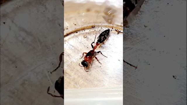 Pseudomyrmex Gracilis Queen - Graceful Twig Ant Queen