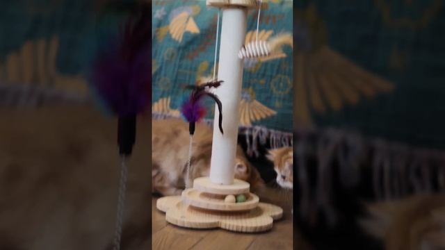 Золотые британские котята Лиля Бри
