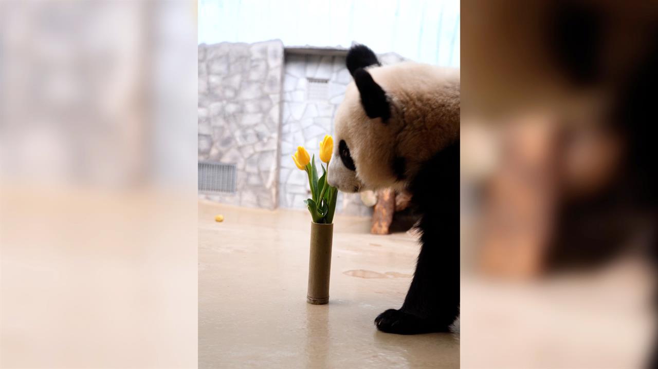 Панде Катюше подарили букет тюльпанов в честь 8 Марта