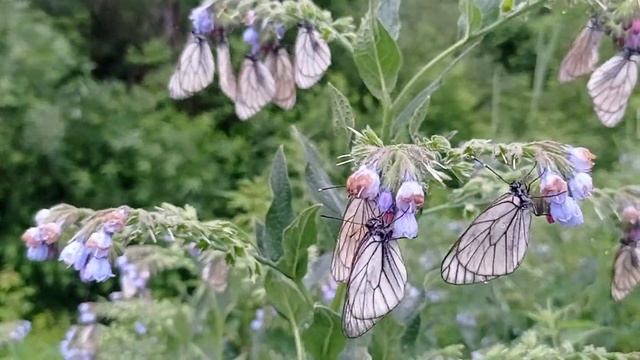 Боярышницы 🦋 в дождливую погоду🌨
