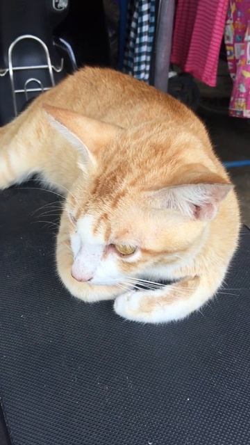 😹BROWN FEEL SICK LAY DOWN UPPER MOTOR BIKE #CAT SHOW #ADORABLE CAT EATING #OMG SO CUTE CATS😹 #959