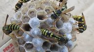 Polistes sp. - 15.06.2016