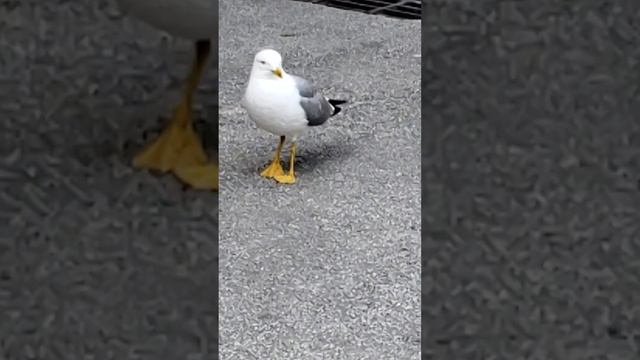 Чайка-регулировщик🦅