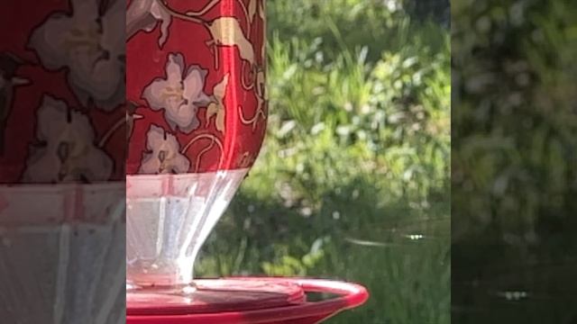Hungry Hummers ▢ 4K #Short
