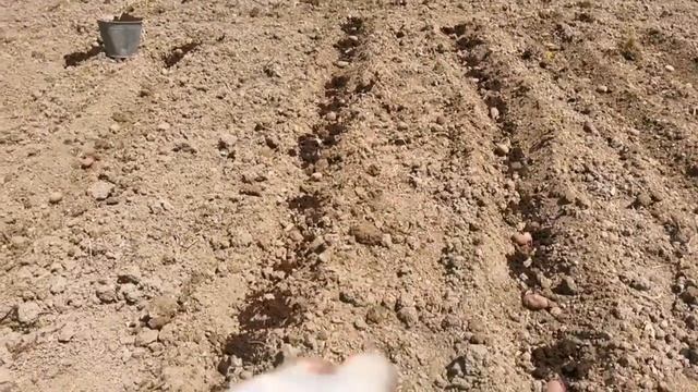 Как посадить картошку