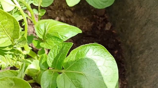 🥔🤤Cómo cultivar PATATAS en MACETA 🌱 Siembra, floración, cosecha y trucos para tener éxito😎