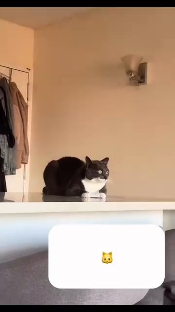 Мир домашних питомцев – Серия 82: Забавные и милые моменты