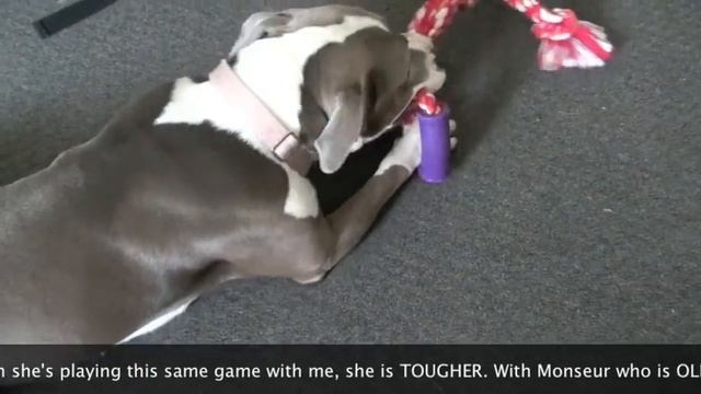 Even DOG Needs DOG