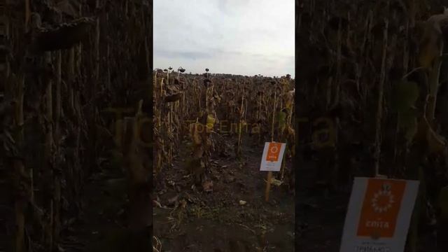 Демо поле соняшнику Криничанський р-н Дніпропетровської області. Флорімі, Аракар, Трибьют, Ліміт