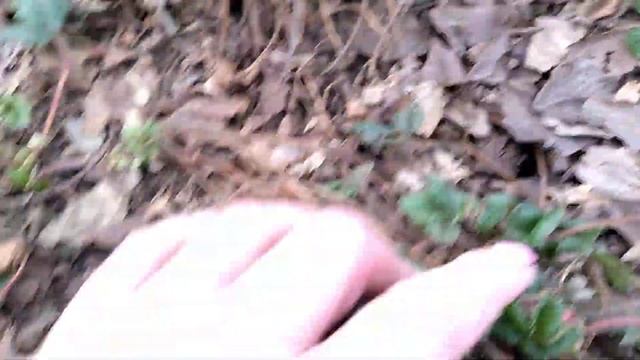 Обзор клубники после зимы!