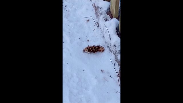 Овчарка. Собака. Том.