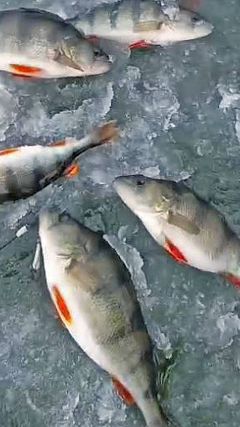 Видео с телефона (04.03.2025 ) - Зимняя рыбалка на Воронежской водохранилище