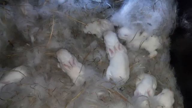 Маленькие кролики копошатся.