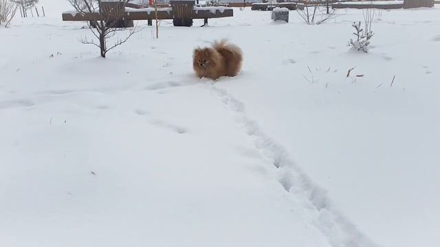 Неожиданный снег в апреле - радость для шпица!