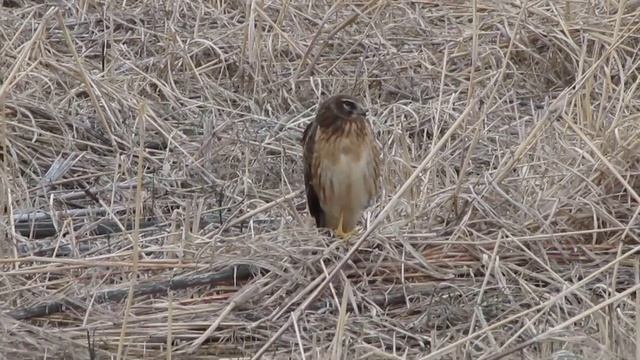 Northern Harrier - Circus cyaneus - Hamilton County, Ohio, USA