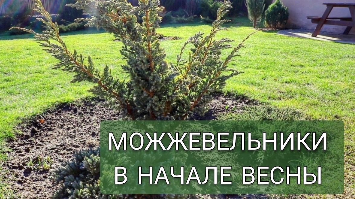 МОЖЖЕВЕЛЬНИКИ В НАЧАЛЕ ВЕСНЫ. 7.03.2025г.