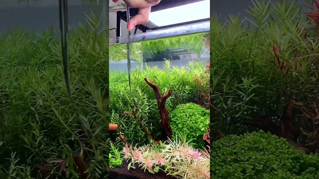 Trimming rotala green & hra
