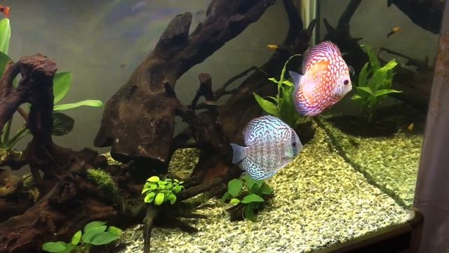 Discus fish leopard and rafflesia in planted tank
