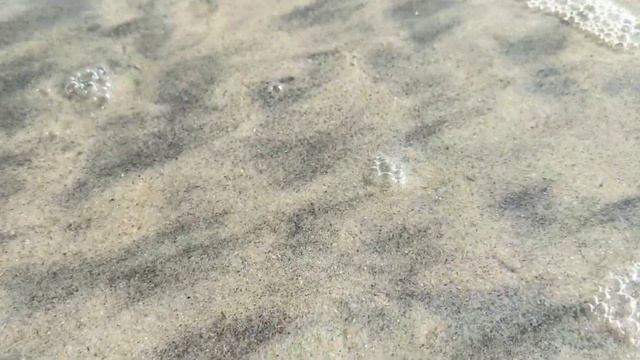 Emerita analoga - San Diego California