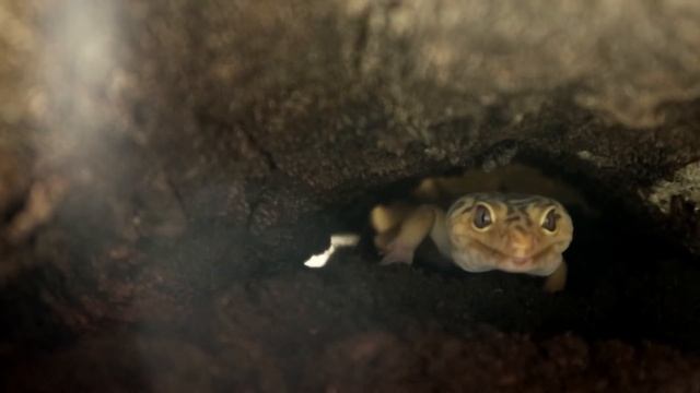 Leopard Gecko Explores New MASSIVE Tank! *GOES WRONG*