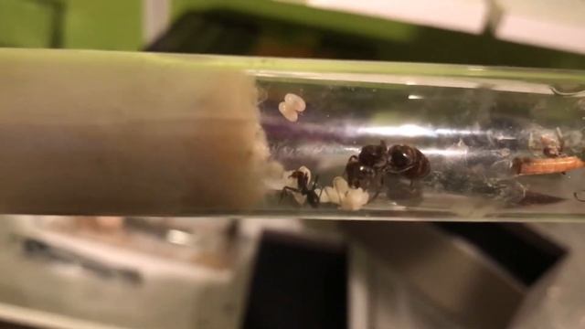 Iridomyrmex purpureus 13/08/17