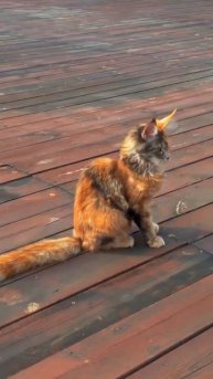 Цветастый котейка