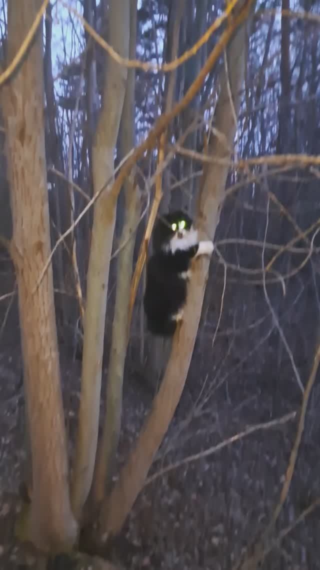 Прогулка с котами