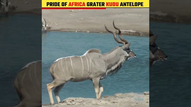 Grater kudu Antelope. #shorts #antelope #viral